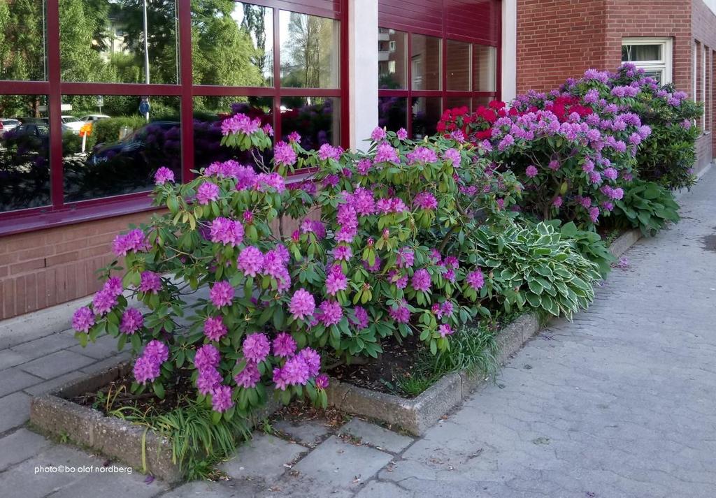 styrelse Sommaren i antågande