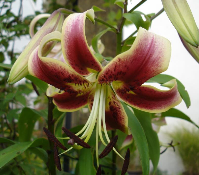 29 Lilium Scheherazade Orientkejsarlilja 1 25 Djupt röd med gröngul hals