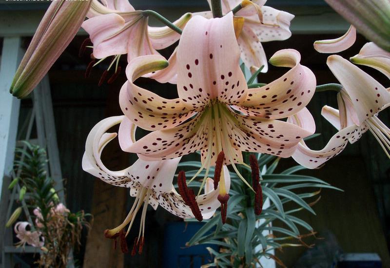 100-150 cm, juliaug 30 LIlium Pink giant Asiatisk lilja 1 25 Mycket ljust