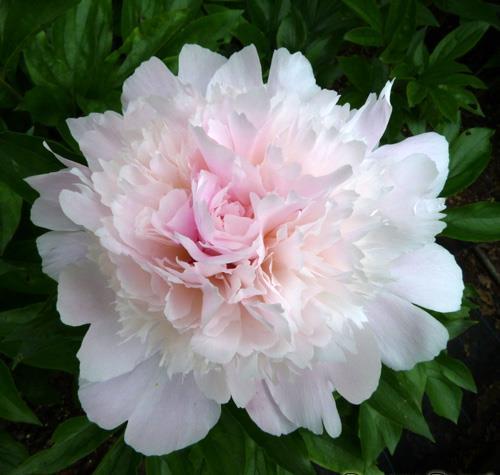 32 Lilium martagon Pink Morning Krollilja 1 35