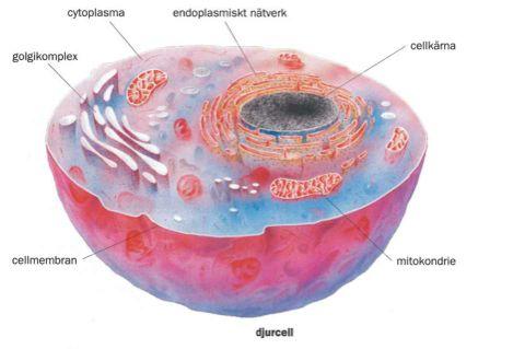 Eukaryoter Växter,djur,alger,jäst,svampar Sommikroorganismerellermul.celluläraorganismer Harorganeller,inrerummedspecialiserade funk.oner Imul.