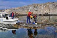 HAK Dubbfröna har vuxit upp Ni ska veta att de vuxit duktigt. Hamn- och ankarplatskommittén (HAK) har skött odlingen och utplanteringen.