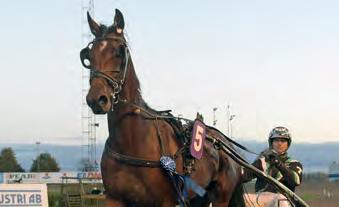 971 14. Fiddlesticks Hard Livin 1 153.960 15. Wisdom Teacher Infinitif 1 150.000 16. Teton Lindyman Gift Kronos 1 105.500 17. Midnight Express Maharajah 1 75.767 18. Speedy Tilly Up and Quick 1 73.