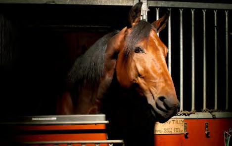 Torvald Palema (h) 2001 Alf Palema (US) 26.781.147 5. Zoogin (h) 1990 Zoot Suit (US) 25.346.330 6. Opal Viking (h) 2000 Turnpike Taylor (US) 24.416.715 7. Maharajah (h) 2005 Viking Kronos (IT) 23.534.