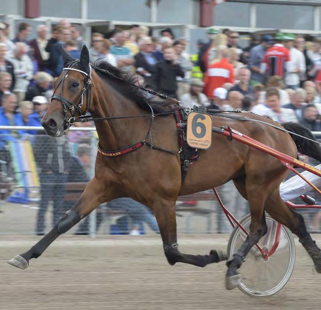 hingstar och valacker Gareth Boko Ägare: Boko Stables Holland BV m