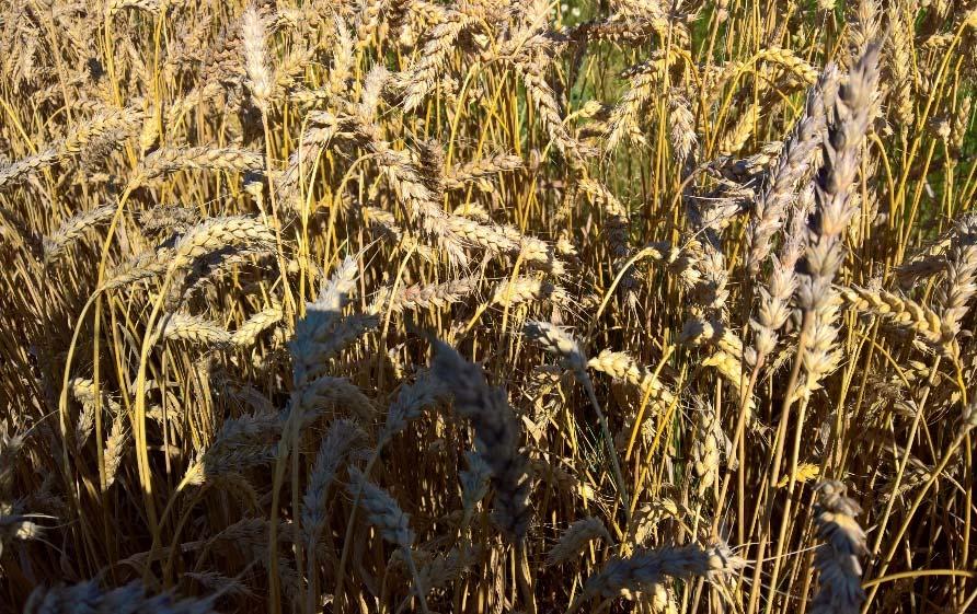 Fusarium i höstvete Försöksupplägg: 1 försök i höstvete, 2 försök i havre och 2 försök i vårvete Företag har bestämt vilka sorter som ska provas Försöken sås