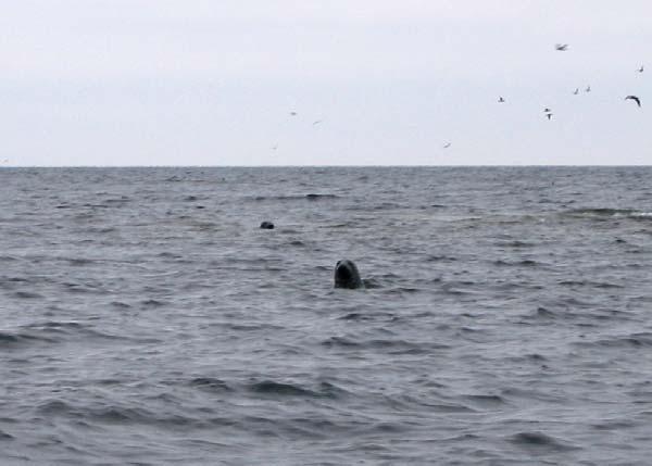 Gnäggen Gnäggen är en av länets främsta fågelöar och är såväl naturreservat som Natura-2000 område (SE0710143) där även havsområde ingår.