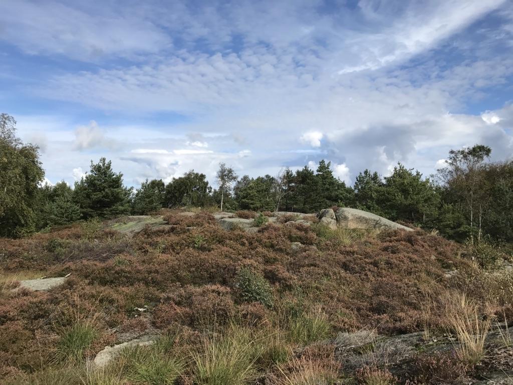 Delområde 4 Allmän beskrivning Ett delområde med en mosaikartad fördelning mellan kala hällmarker med ljung och enstaka tallar, sänkor med mer sluten skogskaraktär och fuktiga till blöta sänkor.