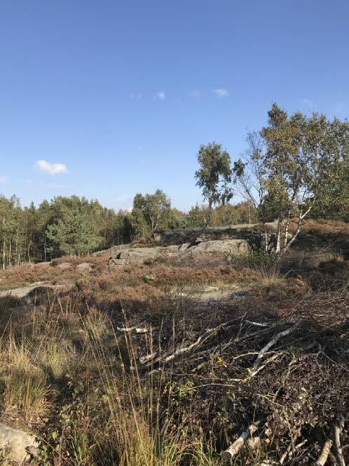 Röjd hällmarksyta i delområde 6,