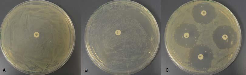 FASTSTÄLLANDE AV EXTENDED SPECTRUM BETA-LACTAMASE OCH AMPICILLIN C RESISTENS De kolonier som ympades om med HIM UT bakterier påvisade inte någon ESBL (Extended Spectrum Beta-Lactamase), AmpC