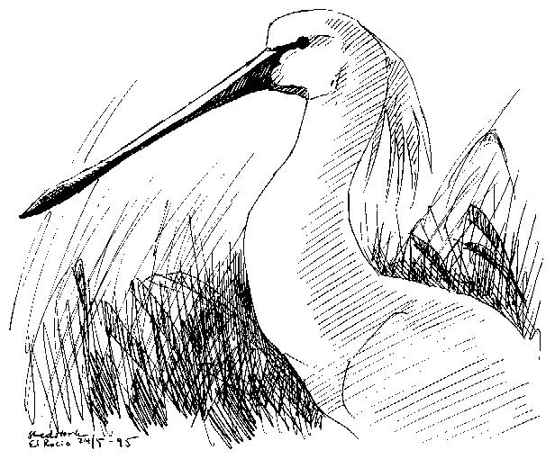 SILKESHÄGER/REVHÄGER Egretta garzetta/gularis - 1 ex grå fas (troligen silkeshäger) Rio Guadalhorce mynning 28/5. Fågeln var i stort sett jämnt askgrå så när som på vita markeringar runt näbbasen.