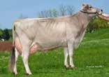 569 4,26 3,71 683 ORKAN aaa: 624153 KK: AB Productions index ITE 873 Rank K-Cas. BB Calving ind. Daughters Security 91 Milk kg 632 Fat % 0.04 Fat kg 30 Proteins % 0.