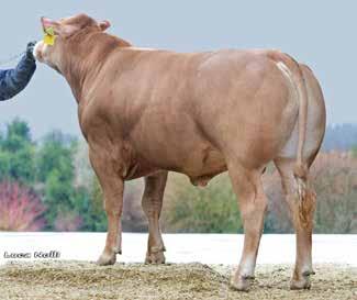 com LEONARDO Pp NONA ET PP VETIVER-MN KALINKA Pp DANN No: 152B043 homozygous polled (PP*) RinderAllianz GmbH offers a bull suitable for use on heifers: DEMARCO DEMARCO is a very correct, medium-sized