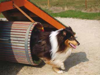 SCK Södra La:s träningshelg i Halen En del firar Valborg genom att gå och titta på majbrasa och höra tal eller körsång. Andra firar Valborg genom att åka på träningsläger med sin collie!