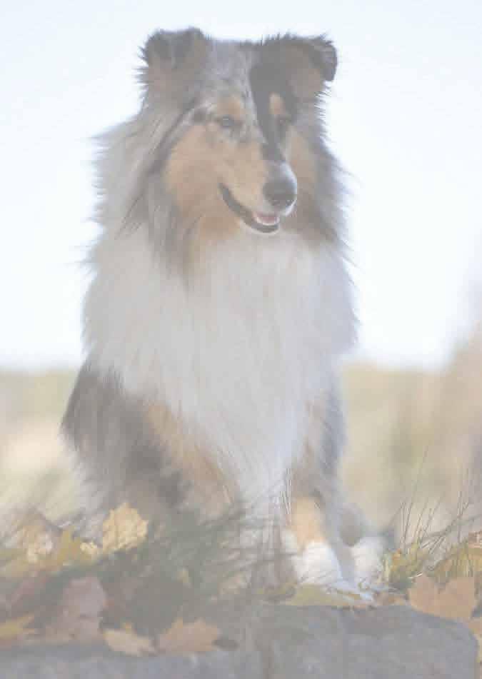 INBJUDAN ll Colliehelg på Halens camping i Olofström den 12 13:e September Lördagen den 12:e September anordnar vi exteriörbeskrivning för collie. Beskrivare är Tina Permo.