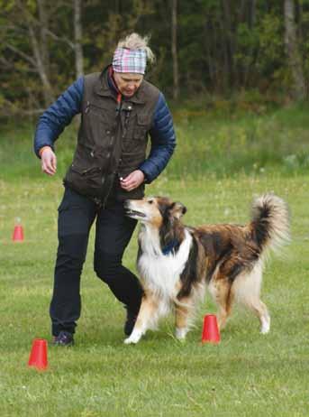 tävlingar, träffat många nya Rallyvänner utbytt tankar och idéer. Jag tycker Rallyn gett oss väldigt mycket. Lärt mig att fokusera både på hund, mig själv, moment och bana samtidigt! En utmaning!