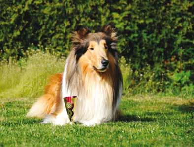 Familjen består av matte/förare Katja, husse Kenneth, minihusse Kasper och schäfertiken Stacey som blir 11 år till sommaren. I mars 2014 gick vi allmänlydnadskurs på brukshundsklubben.