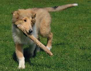 ORDFÖRANDENS RADER Under den gångna helgen hölls vårt Rasmästerskap för Collie i Rallylydnad och Agility i Osby.