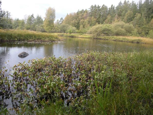 Delsträcka 11 Biotopbeskrivning Sträcka 11 är en lång, mestadels lugnflytande, sträcka omgiven av våtmarker och kärr. Ingen mänsklig aktivitet tycks ha påverkat sträckan.