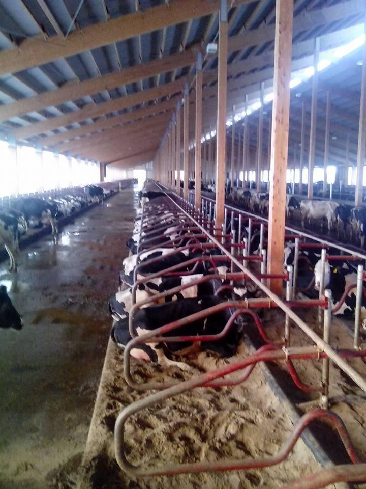 Gammalstorp 2015 900 cows 940 ha Average produktion 10800 kg 13,5 working