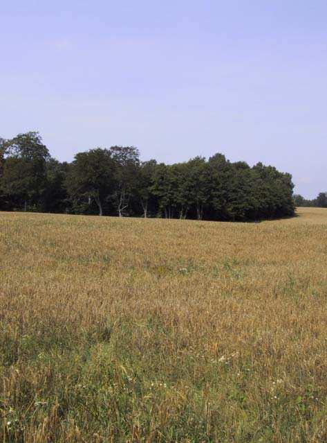 6) 2 Olstorpshus (3) Area: 24,7+7,6 ha Status: Riksintresse (NV, PR), naturvårdsområde Naturtyp: Bokskog och alsumpskog Motiv: N, F Området utgörs av ett mindre bokbestånd väster om de öppna