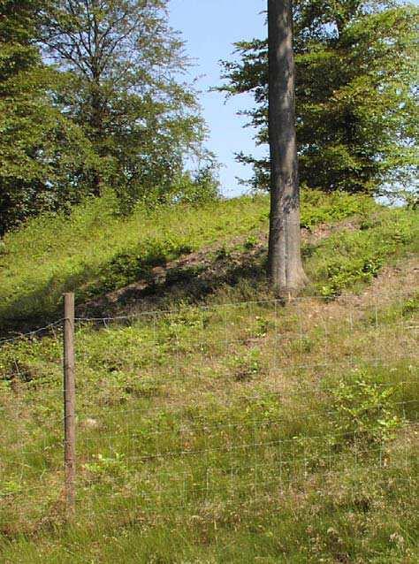 Viss förynring har skett i sen tid, men stora delar består fortfarande av äldre bokskog. Parkering finns vid landsvägen i nordost. Äldre bokskog med biologiska värden.