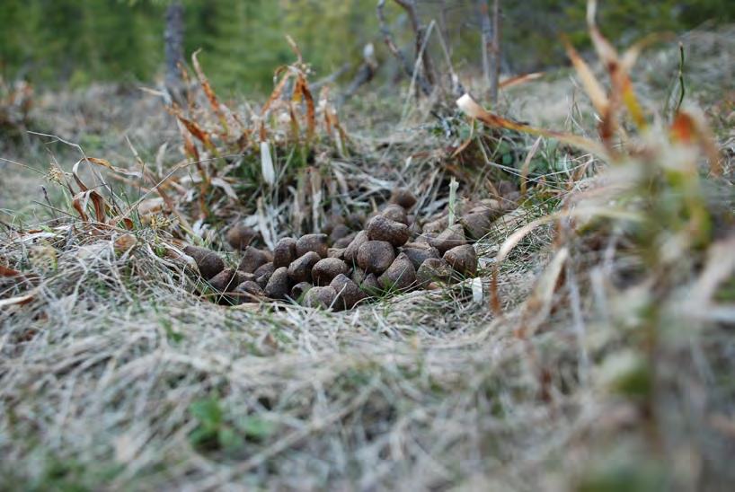 Projekt Viltbete och Foderproduktion Inventeringsresultat våren 2011 Klövviltsindex, betestryck och