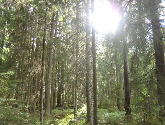 Skog Jakt För fastigheten finns en skogsbruksplan upprättad av Södra, maj 2015. Enligt planen uppgår skogsmarken till 37,5 ha, med ett virkesförråd om 5 885 m³sk.