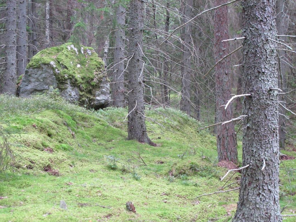 TUNASKOGEN Inventering av naturvärden 1