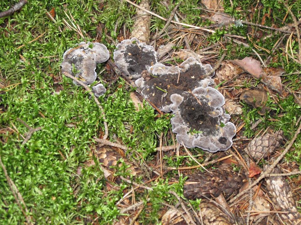 Denna jordstjärna växer i barrmattan under en väldig gran på östra sidan av sumpskogen och nära denna.
