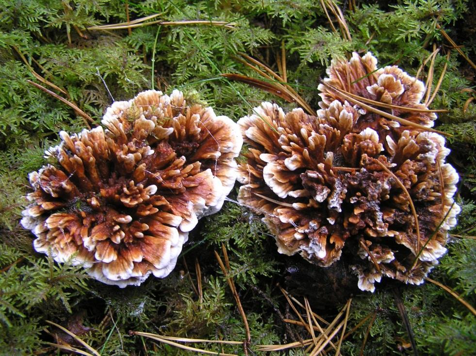 Fig 6. Zontaggsvampen är genom sin färgmosaik och sin ofta uppflikade hattöversida en prydnad i gammelskogen.