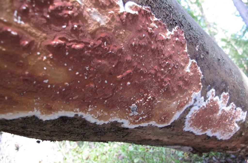 Blodticka - Gloeoporus taxicola Ett mycket vackert exemplar av denna rätt sällsynta art påträffades på en låga av tall cirka 400 meter sydost om sumpskogen i riktning mot den smala åkertarmen vid