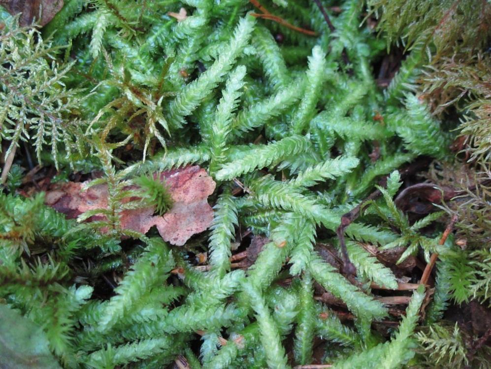Källpraktmossa Pseudomnium cinclioides Denna storväxta mossa bildar lösa mattor i sumpskogsmiljön och är en utmärkt karaktärsart för värdefulla sumpskogar.
