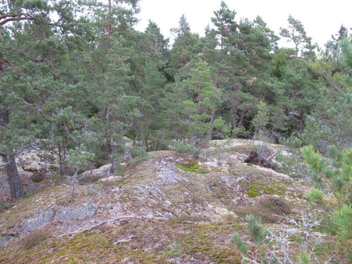 Beskrivning av Tunaskogen Tunaskogen ligger i anslutning till Järna östra industriområde och Järna Trä, norr om väg 57.