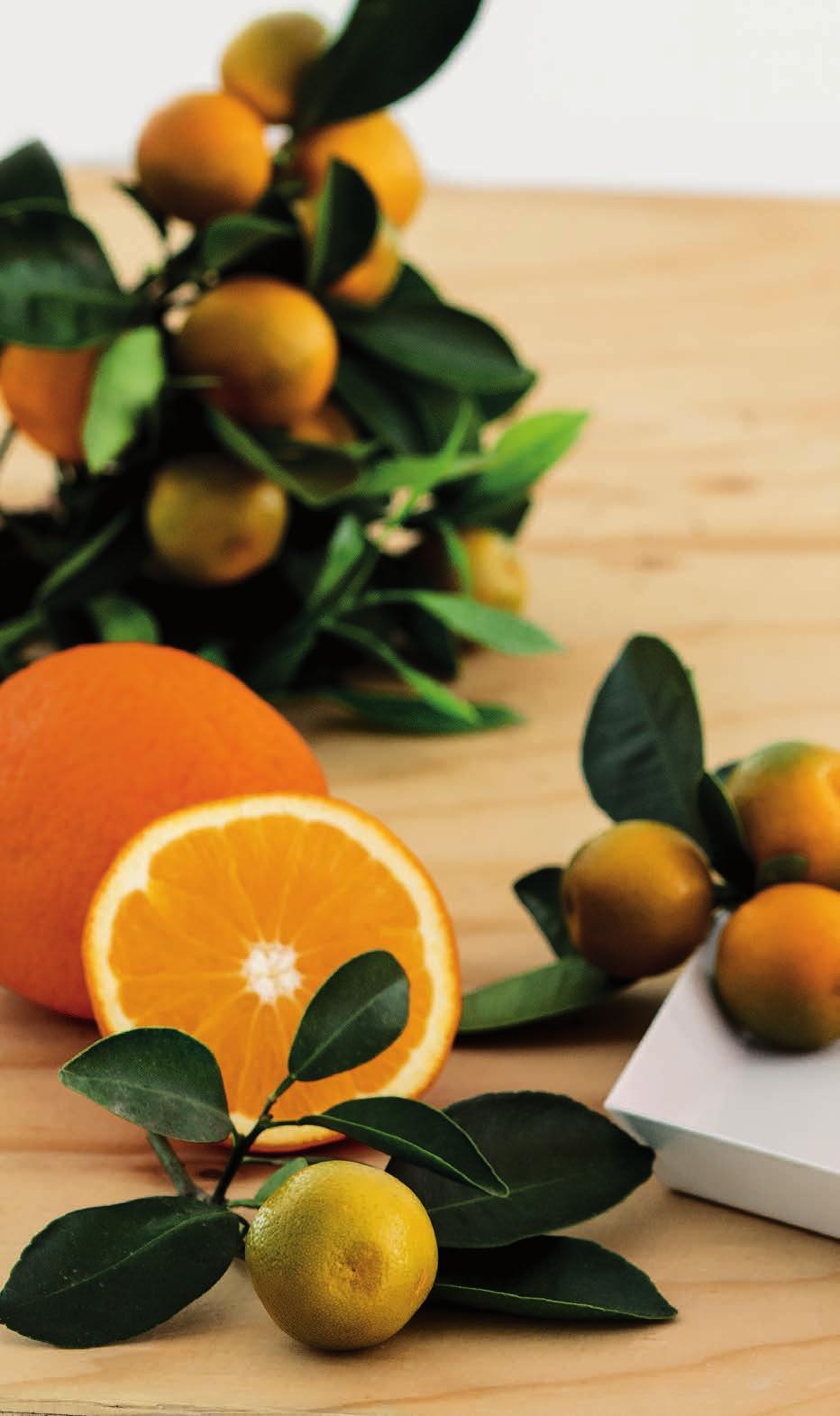 Citrus 00085 / 12 Förpackningen innehåller: Citrus Hand- och kroppstvål 300 ml Hypoparfum Citrus Handcrème 125 ml Hypoparfum Förpackning (12 18 6 cm) INCI Citrus Hand- och kroppstvål: Aqua, Sodium