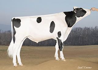 CRISweden Modesty & Kingboy Produktion & Dotteröverlevnad Kvigtjur! DAZE 1HO12477 KINGS RANSOM M DAZEET Born: 03/29/16 Reg.