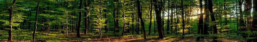 SIMWOOD Forest resources of Europe Forests and the forest-based sector Forests preserve landscapes, ecosystems, natural cycles, biodiversity Wood = backbone for