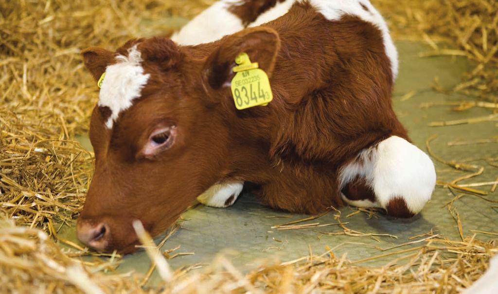 DeLaval kalvmatta PM30P 9:68 Art nr 92606825 TEKNISKA DATA Material EVA (Ethyl Vinyl Acetate) En ko som ska kalva är mycket känslig och behöver hög
