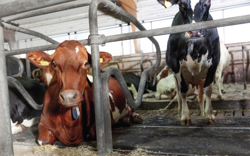 9:61 DeLaval madrass M45R Art nr 87472001 87894304 88337401 M45R skyddsöverdrag, bredd 200 cm Inplastad skummadrass Profil för fästning av madrassens bakre del DeLaval komadrass M45R är en sömlös