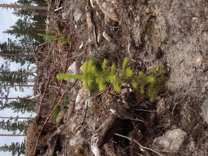 Planterad planta på provyta där groten lämnats kvar