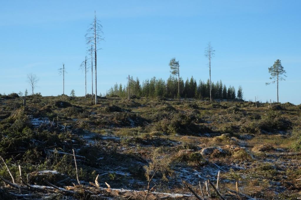 Figur 5. Försökslokalen 301 Granliden i oktober 2013 efter avverkning, men innan borttransport av grenar och toppar (GROT). Vid avverkningen samlades groten i högar, s.k. bränsleanpassad avverkning, för att underlätta uttransporten.