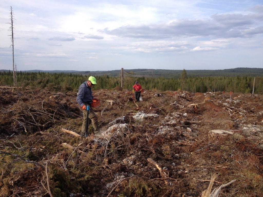november 2013 (ovan) och plantering i