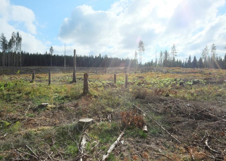 Figur 8. Försökslokalen 249 Riddarhyttan efter avverkning (ovan) och plantering våren 2014 (bilderna nedan).