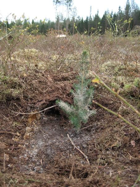 3 FÖRSÖK 290 BALA Försöket 290 Bala anlades år 2011 på en bördig lokal med granskog i södra Halland (tabell 1, figur 9).