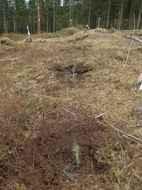Gallringsstyrkan var samma på alla provytor inom ett block.