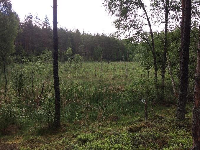 Jönköpings kommuns plan för dagvattenhantering (Jönköpings kommun, 2009) 2.2 Platsbesök Ett platsbesök genomfördes den 8 juni 2017. Planområdet omfattas idag till största delen av skogsmark.