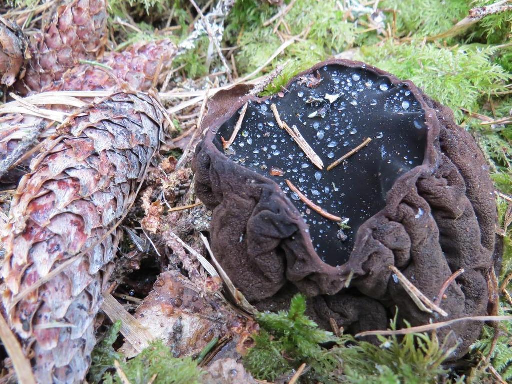 Bombmurkla den tidiga vårsvampen i granskogen Bombmurkla, Björksnaret, Ramnäs, 20/3 2015. En presentation av bombmurkla Sarcosoma globosum och dess förekomst i Surahammars kommun.