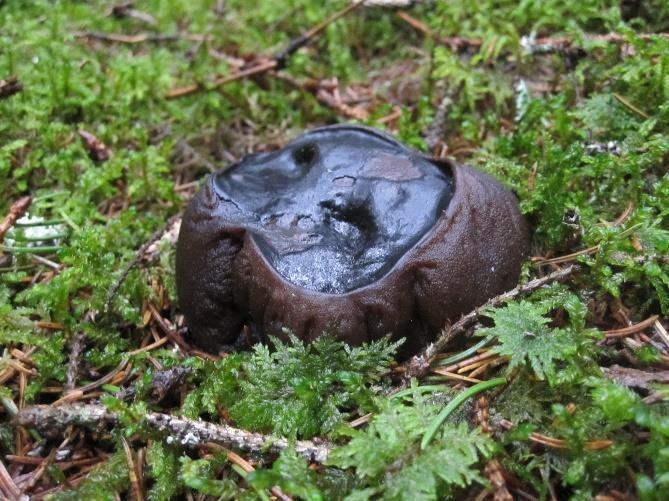 Fruktkropparna visar sig under tidig vår i mars - maj, och utnyttjar troligtvis vattnet från den smältande snön för sin tillväxt.