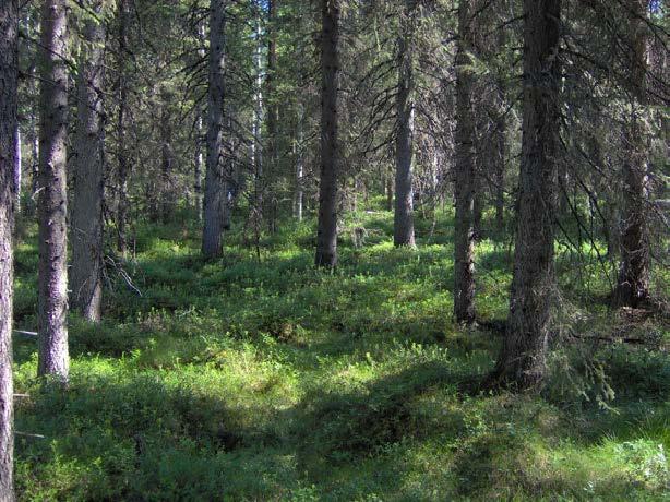 Figur 4. Försök nr 3. Lövlund. Resterande fyra försök anlades på tallmarker. Två i Östergötland och två i Västerbotten.