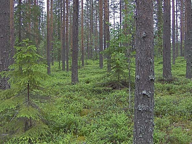 Beståndet hade gallrats 1998 och hade vid tidpunkten för försöksanläggning knappt 400 stammar/ha.